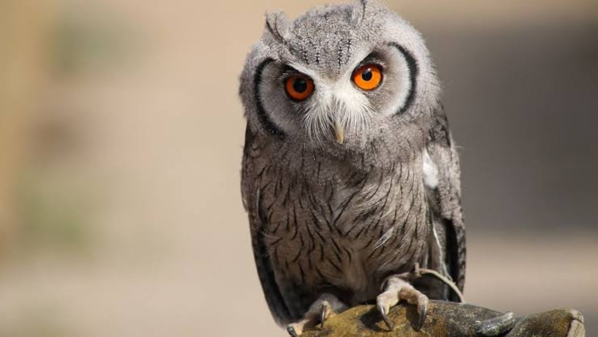 Gaya Guraru Owl Power Cut Electricity Problem