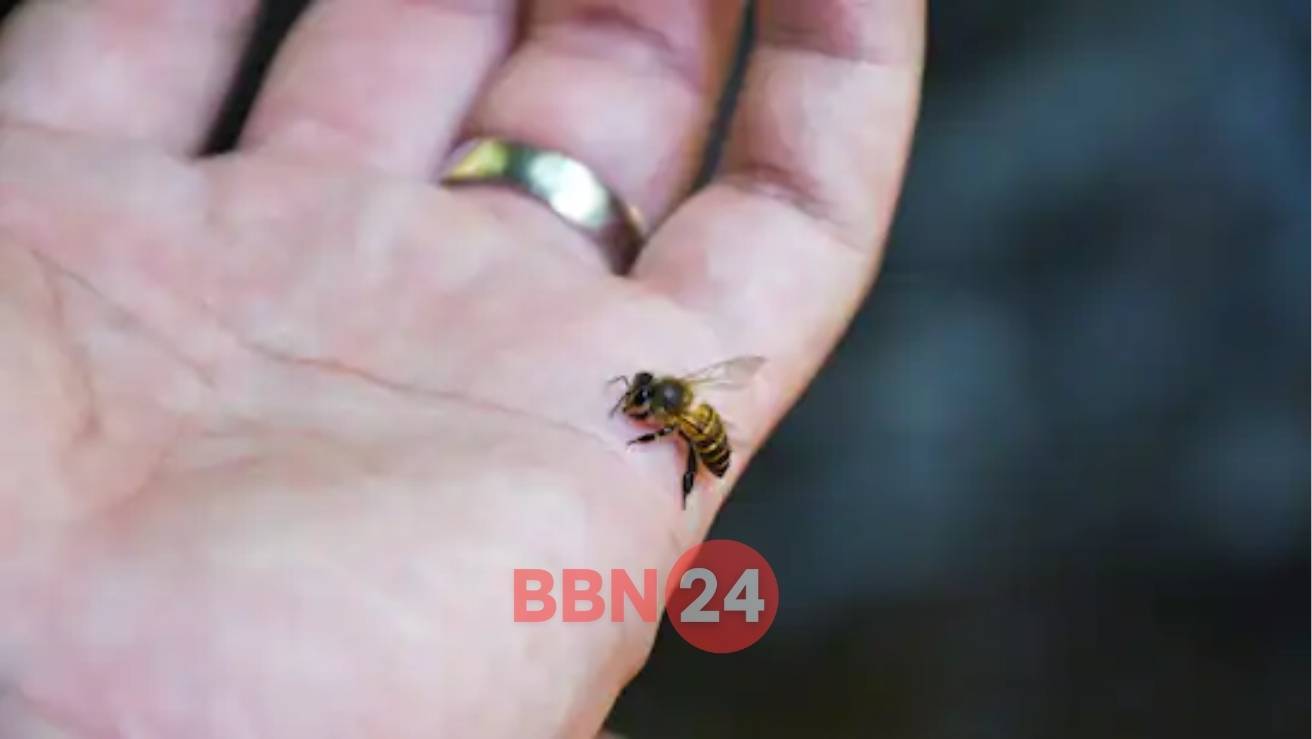Bee Attack During Vat Savitri Puja Jehanabad Bihar