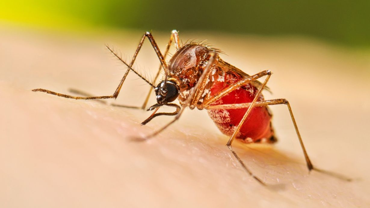 National Dengue Day 2025 Theme History Importance